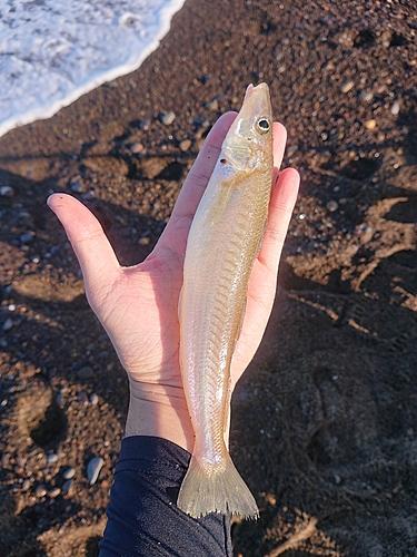 シロギスの釣果