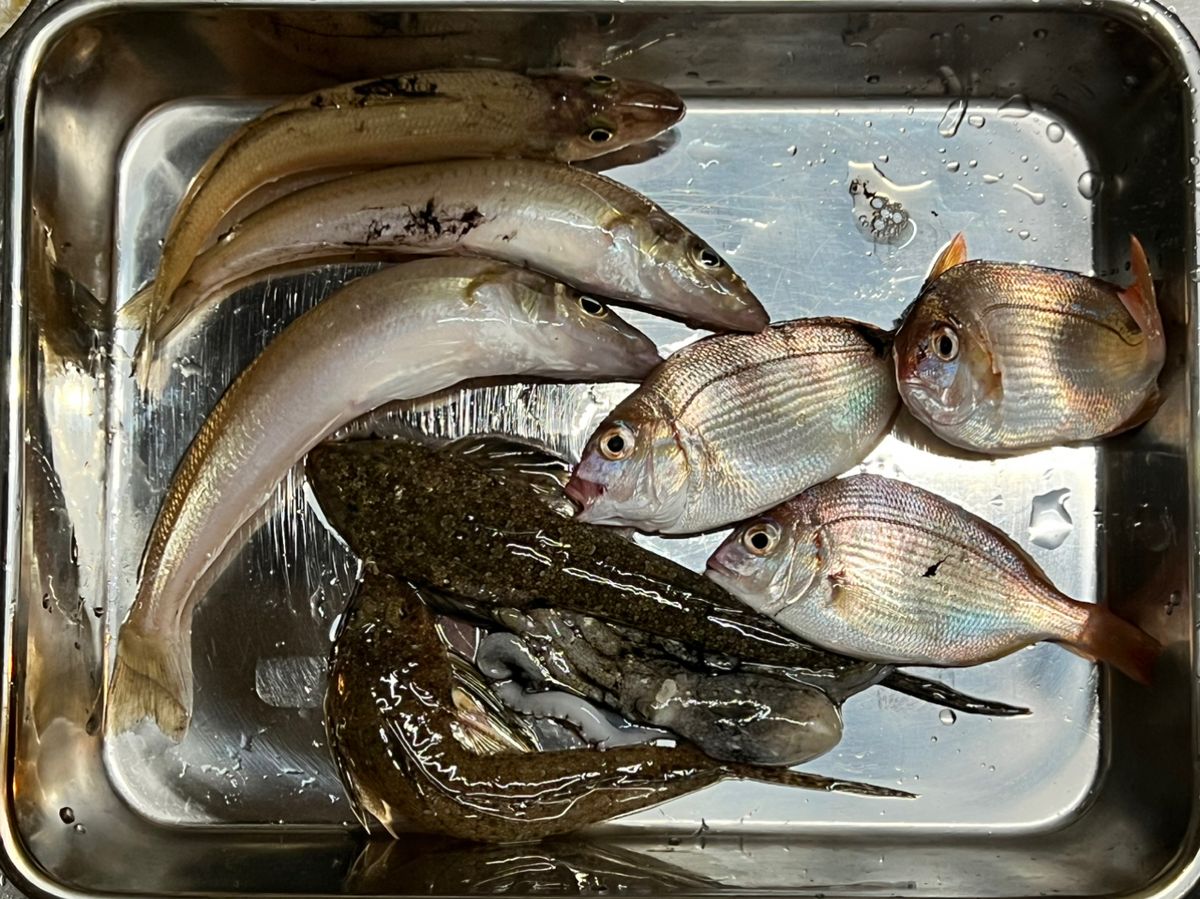 るっくん鮫さんの釣果 3枚目の画像