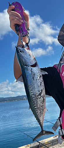 ソウダガツオの釣果