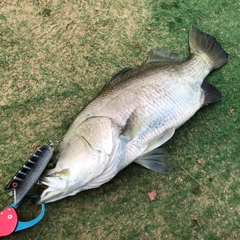 バラマンディの釣果