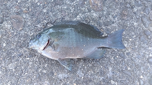 メジナの釣果