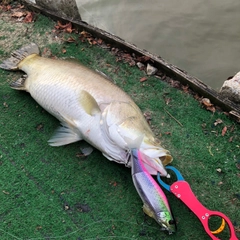 バラマンディの釣果