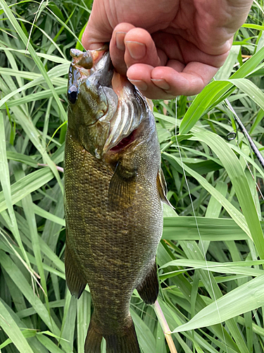 スモールマウスバスの釣果