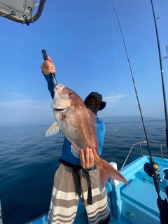 マダイの釣果