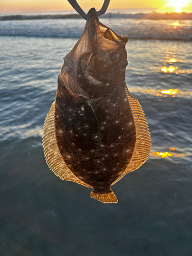 ソゲの釣果