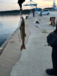 ウグイの釣果