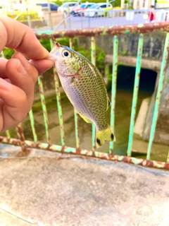 オオクチユゴイの釣果