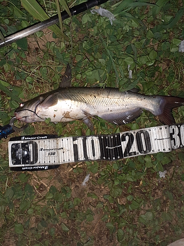 アメリカナマズの釣果