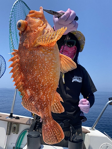 ウッカリカサゴの釣果