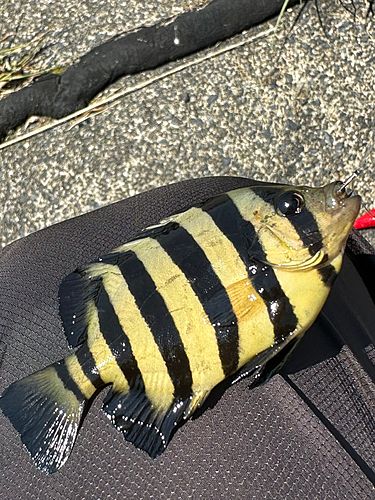 イシダイの釣果
