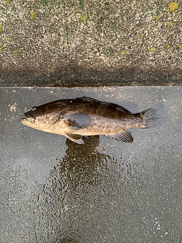 チャイロマルハタの釣果