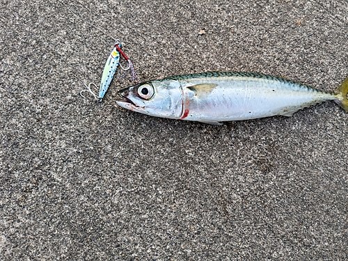 サバの釣果