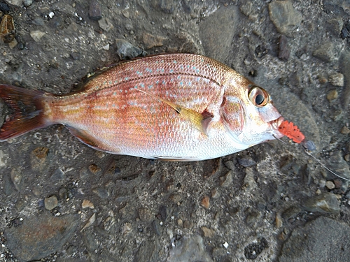 タイの釣果