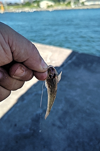 ハゼの釣果