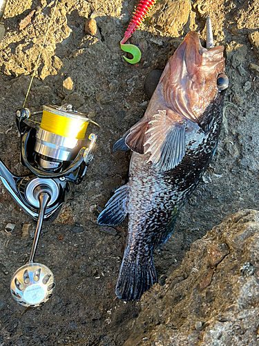 マゾイの釣果