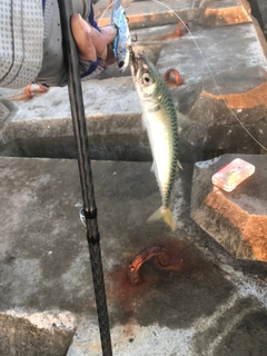 サバの釣果