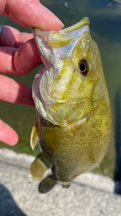 スモールマウスバスの釣果