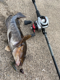 アイナメの釣果