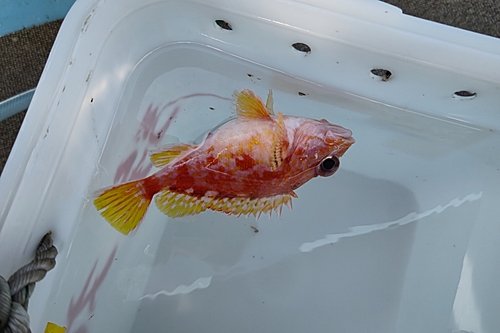 アヤメカサゴの釣果