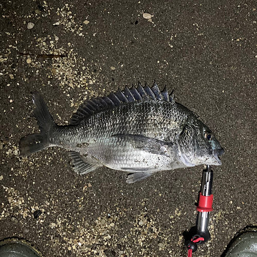 チヌの釣果