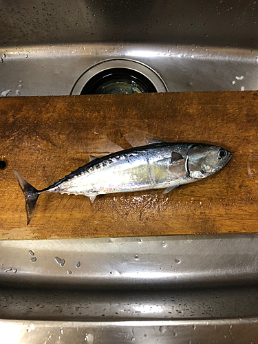 カツオの釣果