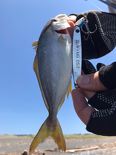 カンパチの釣果