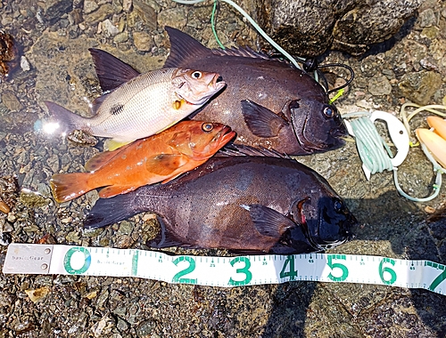 イシダイの釣果