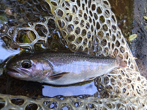 イワナの釣果