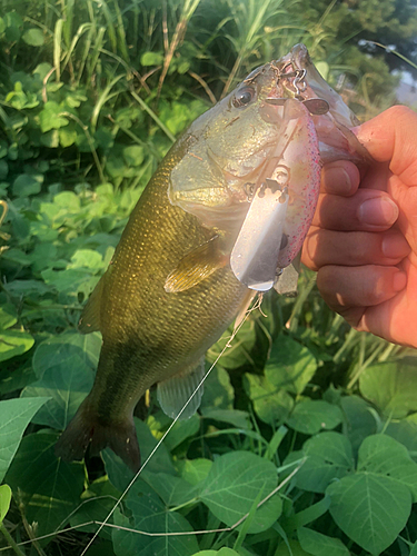 ブラックバスの釣果