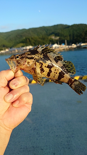 ベッコウゾイの釣果