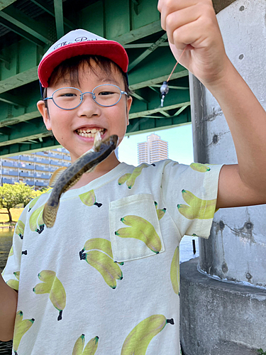 マハゼの釣果