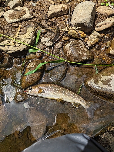 アメマスの釣果