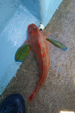 ホウボウの釣果