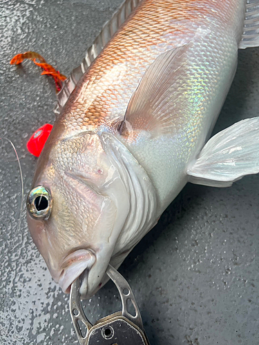 シロアマダイの釣果