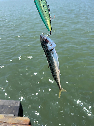 サバの釣果