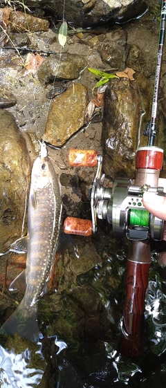 イワナの釣果