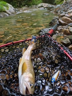 イワナの釣果