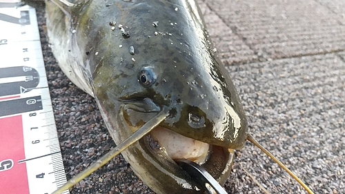 ニホンナマズの釣果