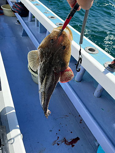 マゴチの釣果