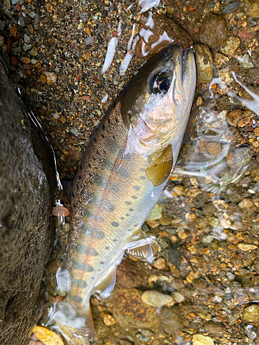 ヤマメの釣果