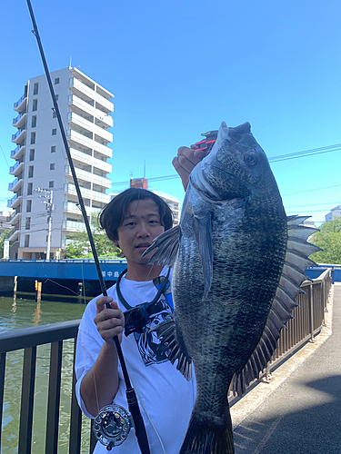 クロダイの釣果