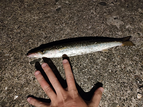 カマスの釣果