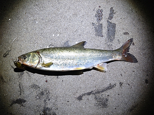 ウグイの釣果