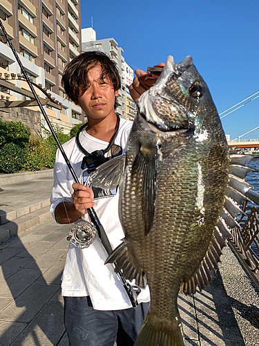 クロダイの釣果