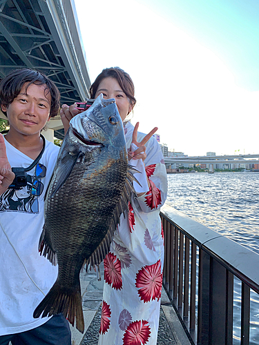 クロダイの釣果