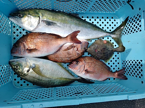 イナダの釣果