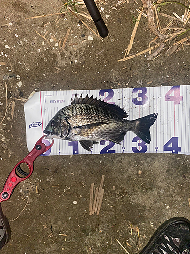 クロダイの釣果