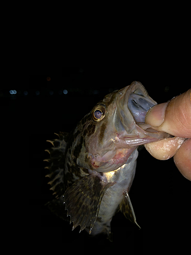 タケノコメバルの釣果