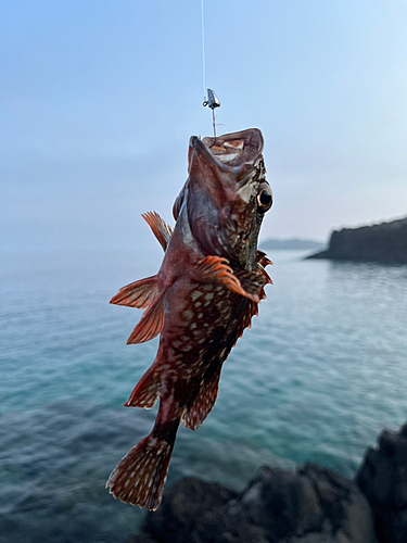 釣果