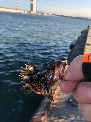 タケノコメバルの釣果